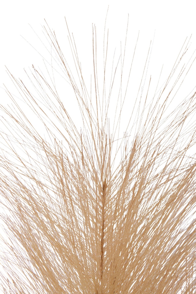 36966-2.webp
