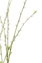63815-2.webp