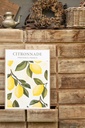 62313-B.webp