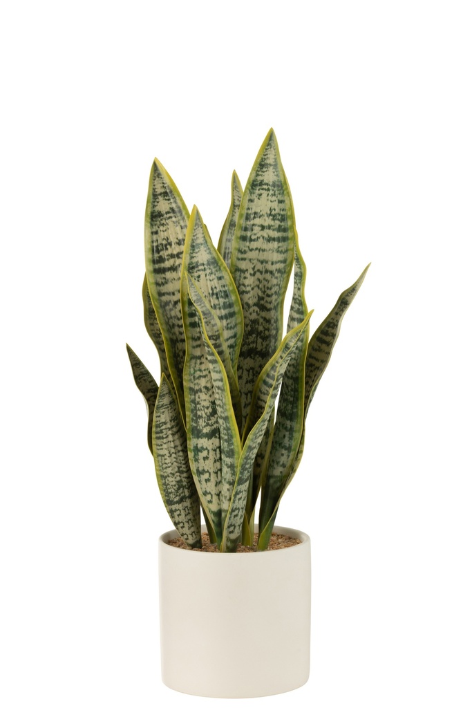 Plant Sansevieria In Pot PVC