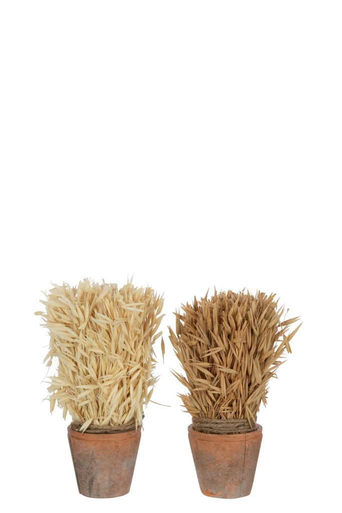 Récolte en pot en terre cuite naturel