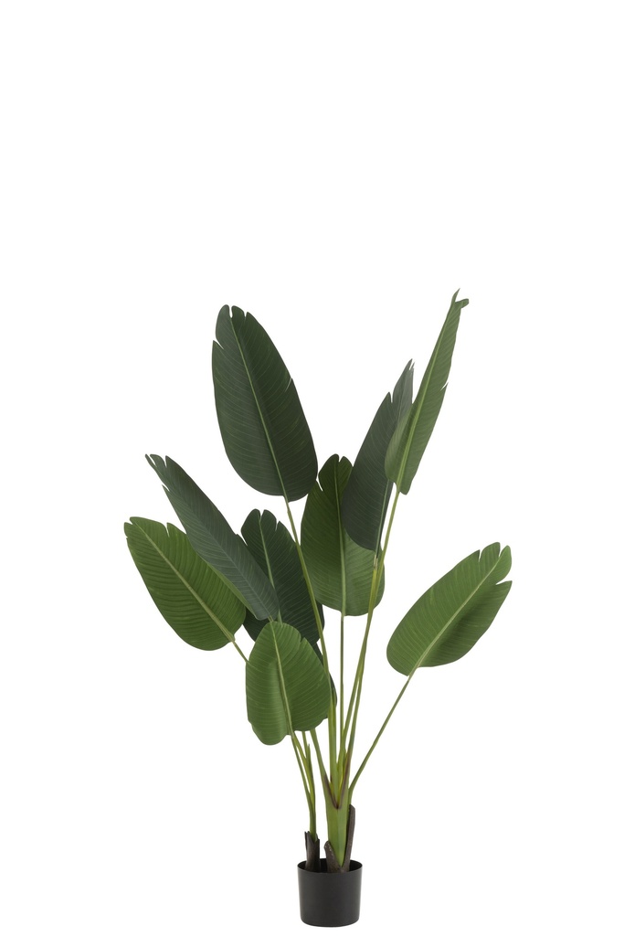 Strelitzia Plastique Vert Petit