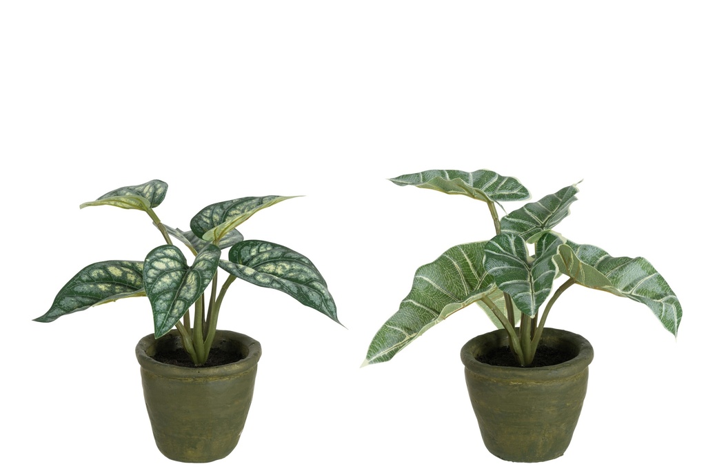 Anthurium/Giant Taro In Pot Plastic