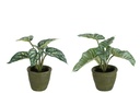 Anthurium/Taro géant en pot plastique