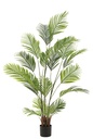 Pearl Palm Tree In Pot