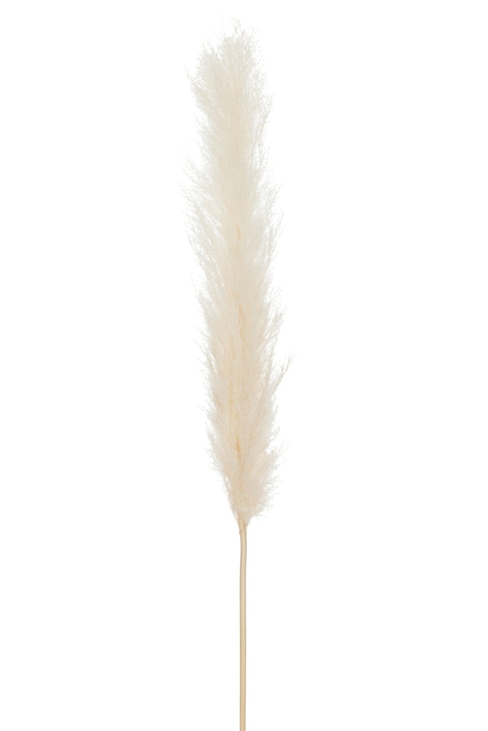 Branche Plume Herbe de la Pampa Blanche