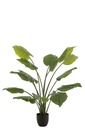 Taro sauvage en pot en plastique