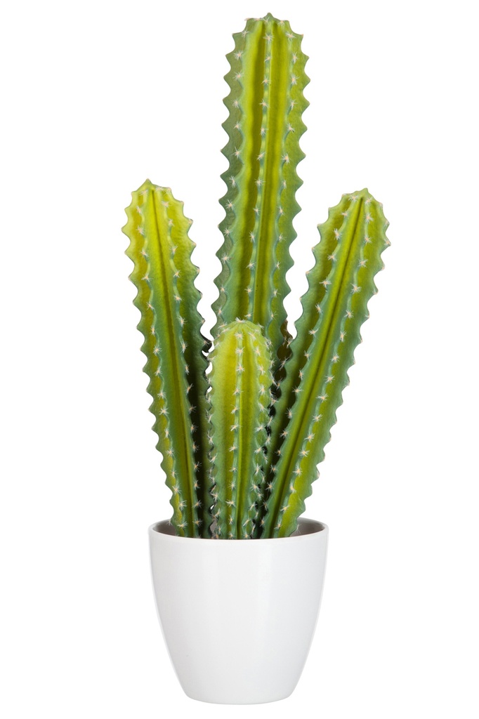 Cactus 5 parties vert