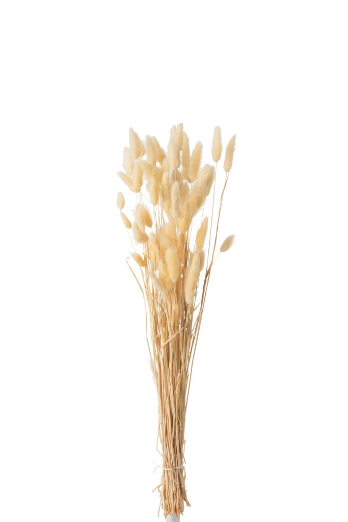 Plume de lapin séchée beige