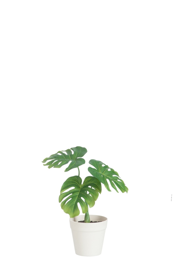 Feuille Philo en pot plastique