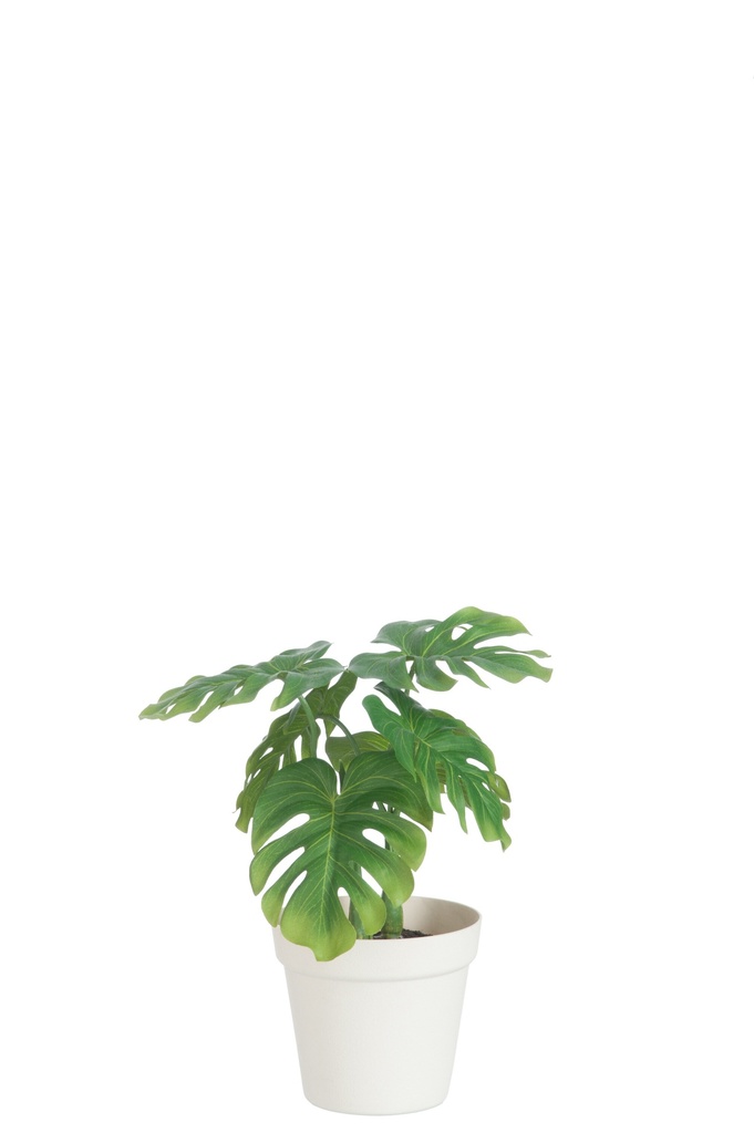 Leaf Philo In Pot Plastic