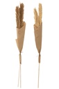 Branch Feather Pampas Natural Assortment