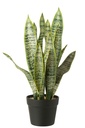 Dracaena Trifasciata en pot artificiel