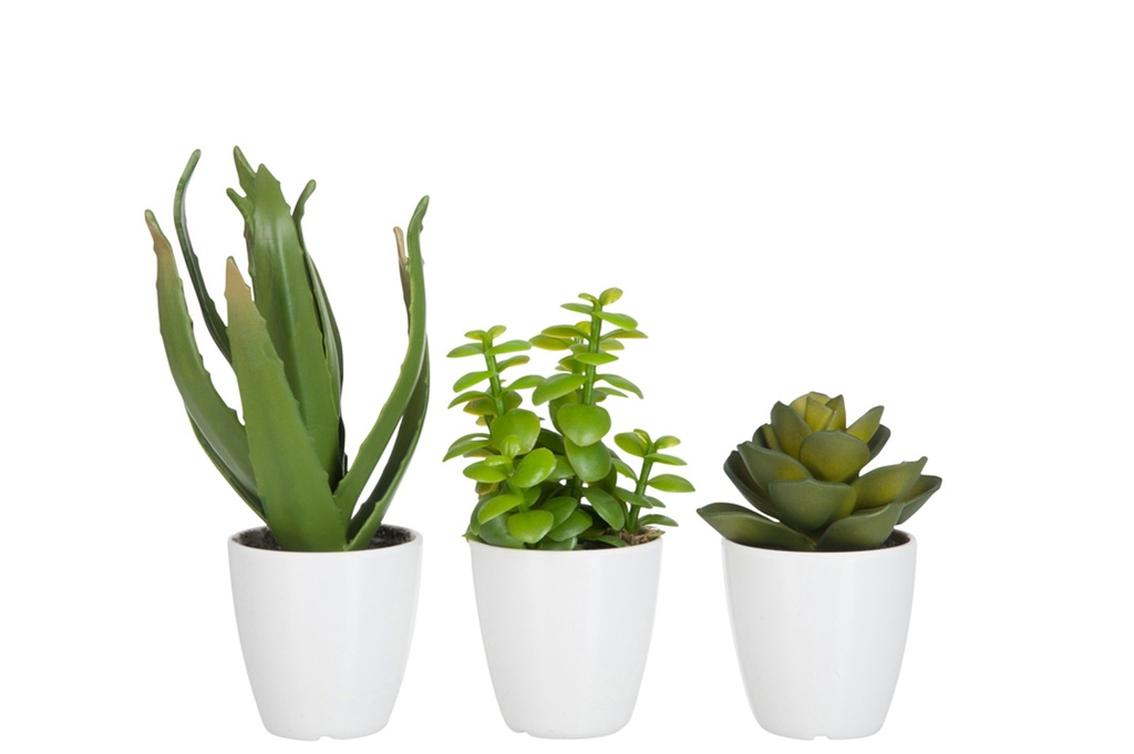Assortiment de Crassula/Aloe Vera/Lotus + Pot Vert Petit