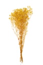 Bundle Dried Gypsophilia Yellow