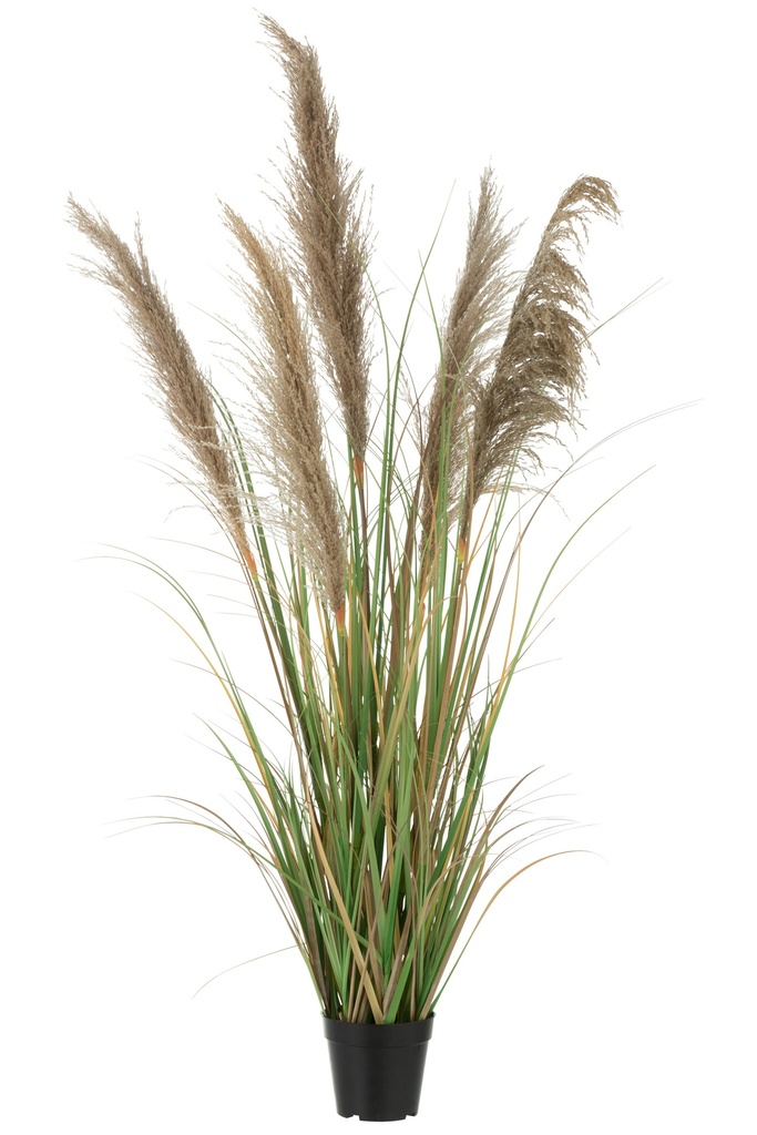 Herbe de la pampa 5 têtes