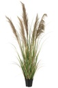 Herbe de la pampa 5 têtes