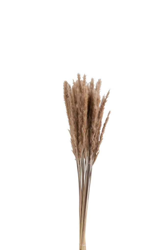 Bouquet d'herbe séchée Pennisetum brune