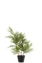 Chamaedorea In Pot Plastic Green/Black