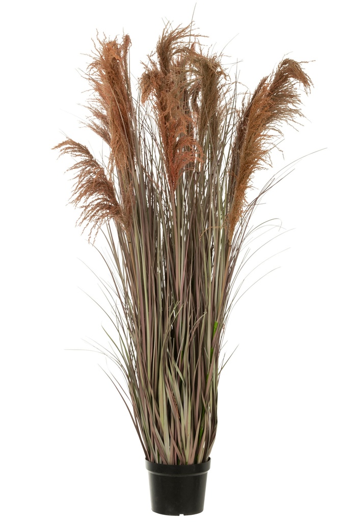 Pampas Grass 13 Heads In