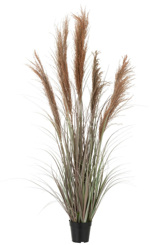 Herbe de la pampa 5 têtes