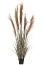 Pampas Grass 5 Heads In