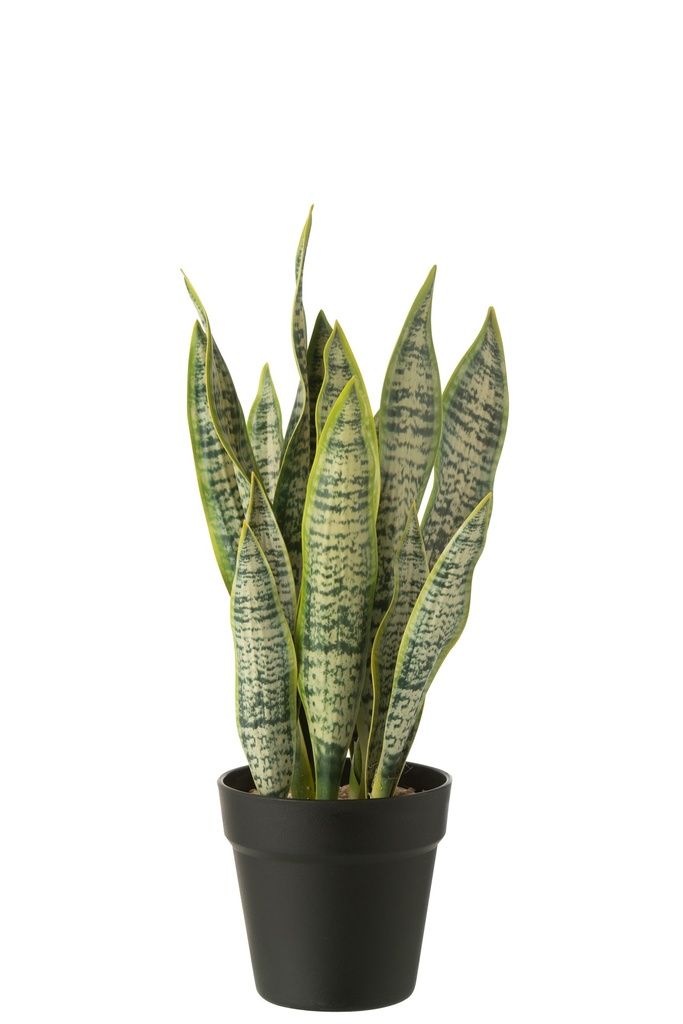 Dracaena Trifasciata en pot artificiel