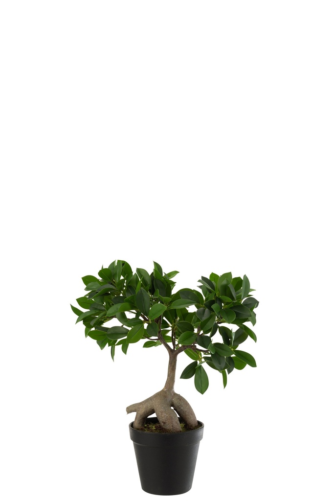 Ginseng Ficus Tree In Pot
