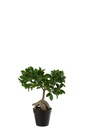 Ginseng Ficus Tree In Pot