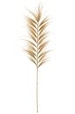 Branch Rayung Grass Natural