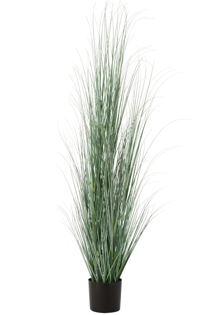 Graminées en pot plastique bleu/vert