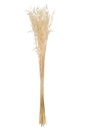 Bouquet d'avoine séchée écru