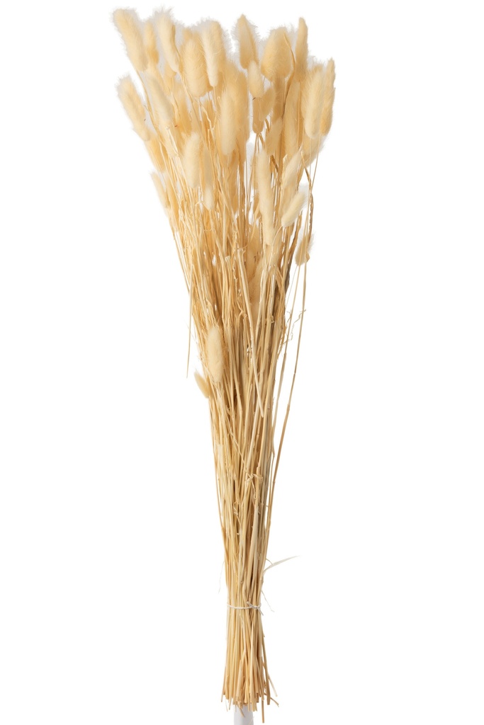Plume de lapin séchée beige