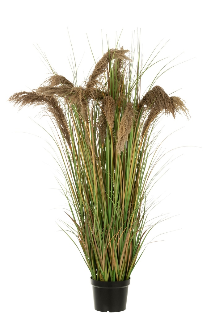 Pampas Grass 13 Heads In