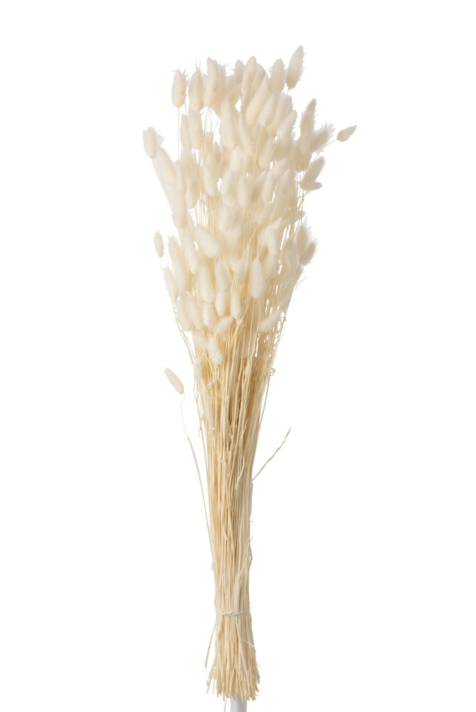 Plume de lapin séchée écrue