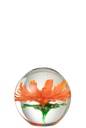 Paperweight Aster Round Glass Transparent/Red