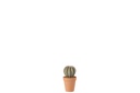 Cactus en forme de boule + pot en matériau synthétique