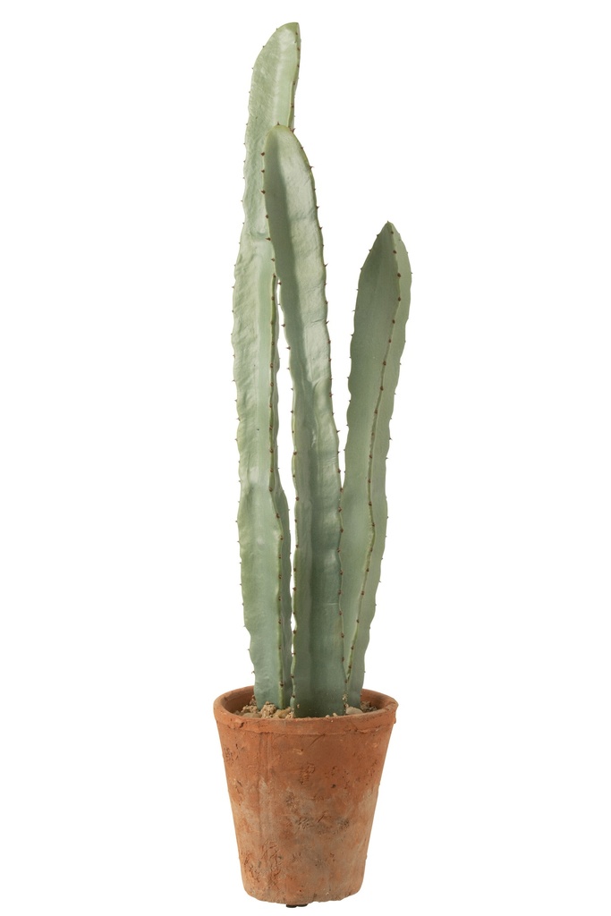 Cactus 3 Parts In Pot