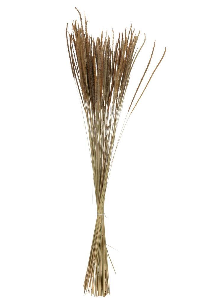 Bundle Dried Oriental Fountain Grasses