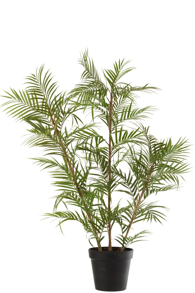 Chamaedorea en pot plastique vert/noir