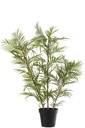 Chamaedorea In Pot Plastic Green/Black