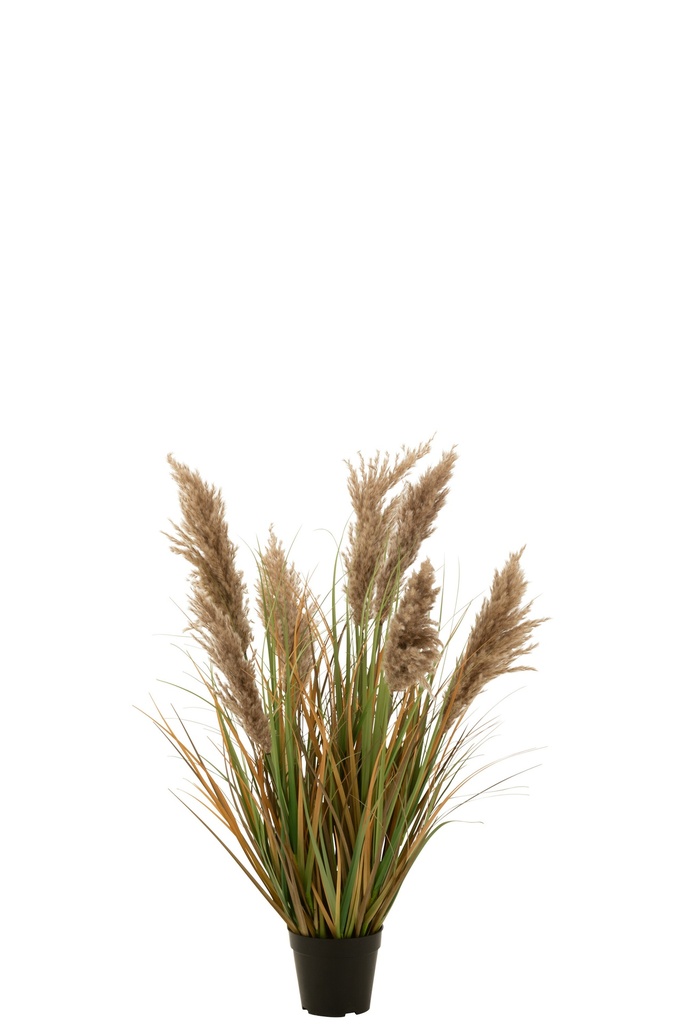 Herbe de la pampa 7 têtes
