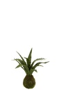 Boule de terreau en plastique pour plantes serpent
