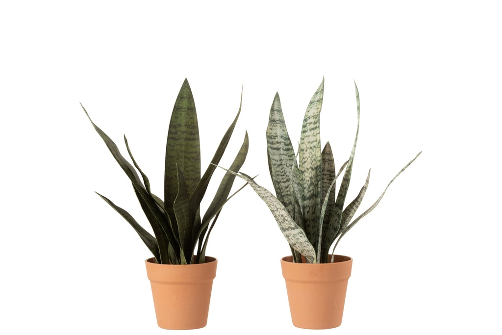 Sansevieria + Pot Matériau synthétique Vert/Terre cuite Moyen