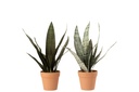 Sansevieria+Pot Synthetic Material Green/Terracotta Medium