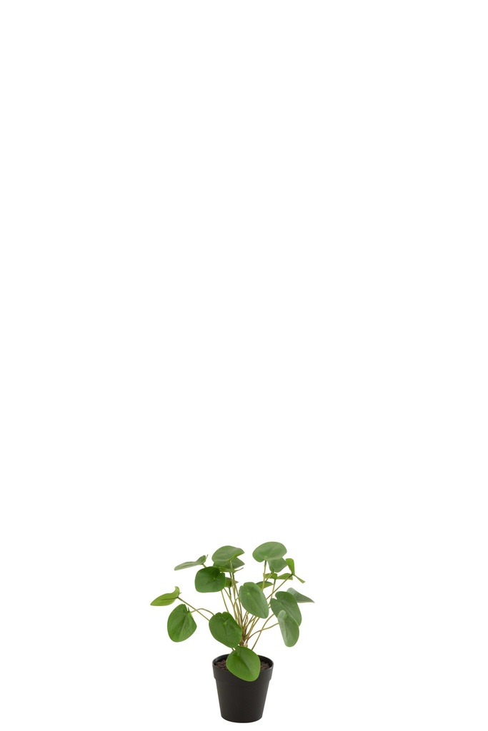 Piilea Peperomioides In Pot Plastic