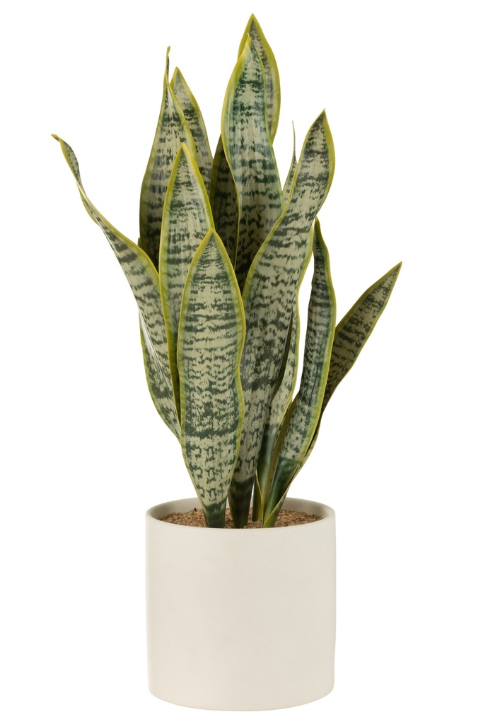 Plant Sansevieria In Pot PVC