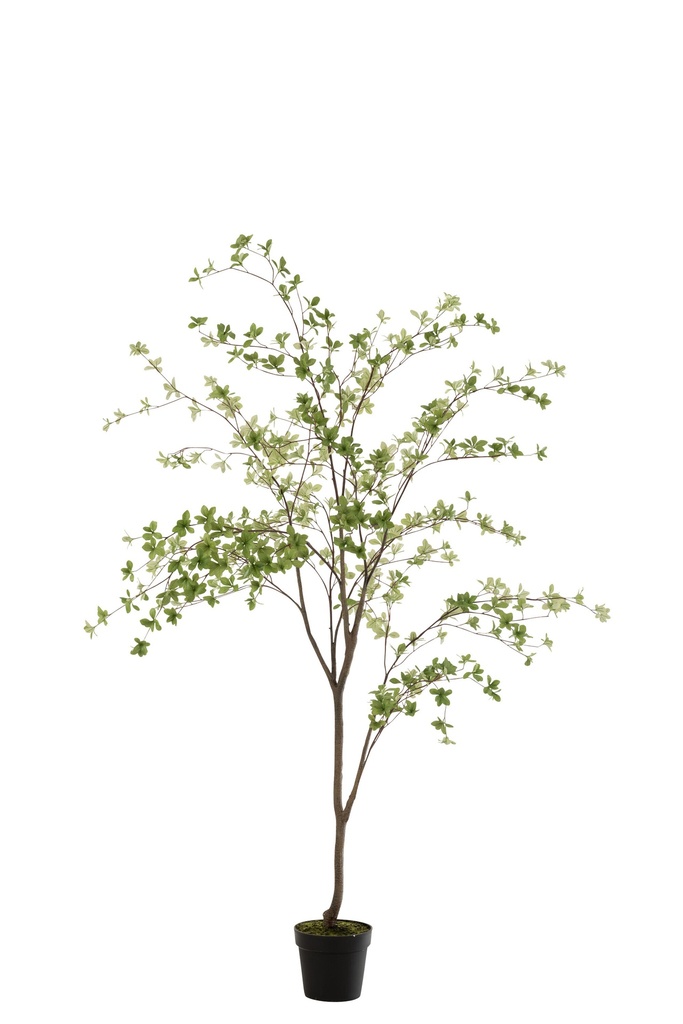 Plante à feuilles fines en plastique vert/noir