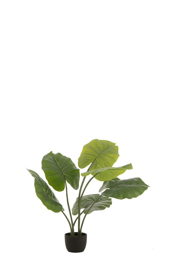 Taro sauvage en pot en plastique