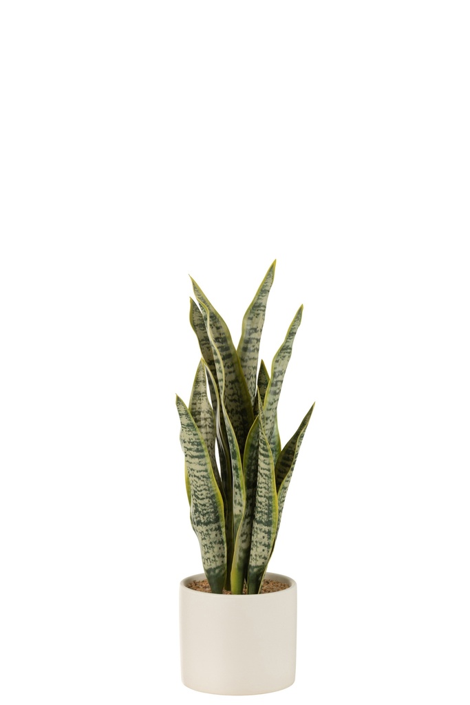 Plant Sansevieria In Pot PVC
